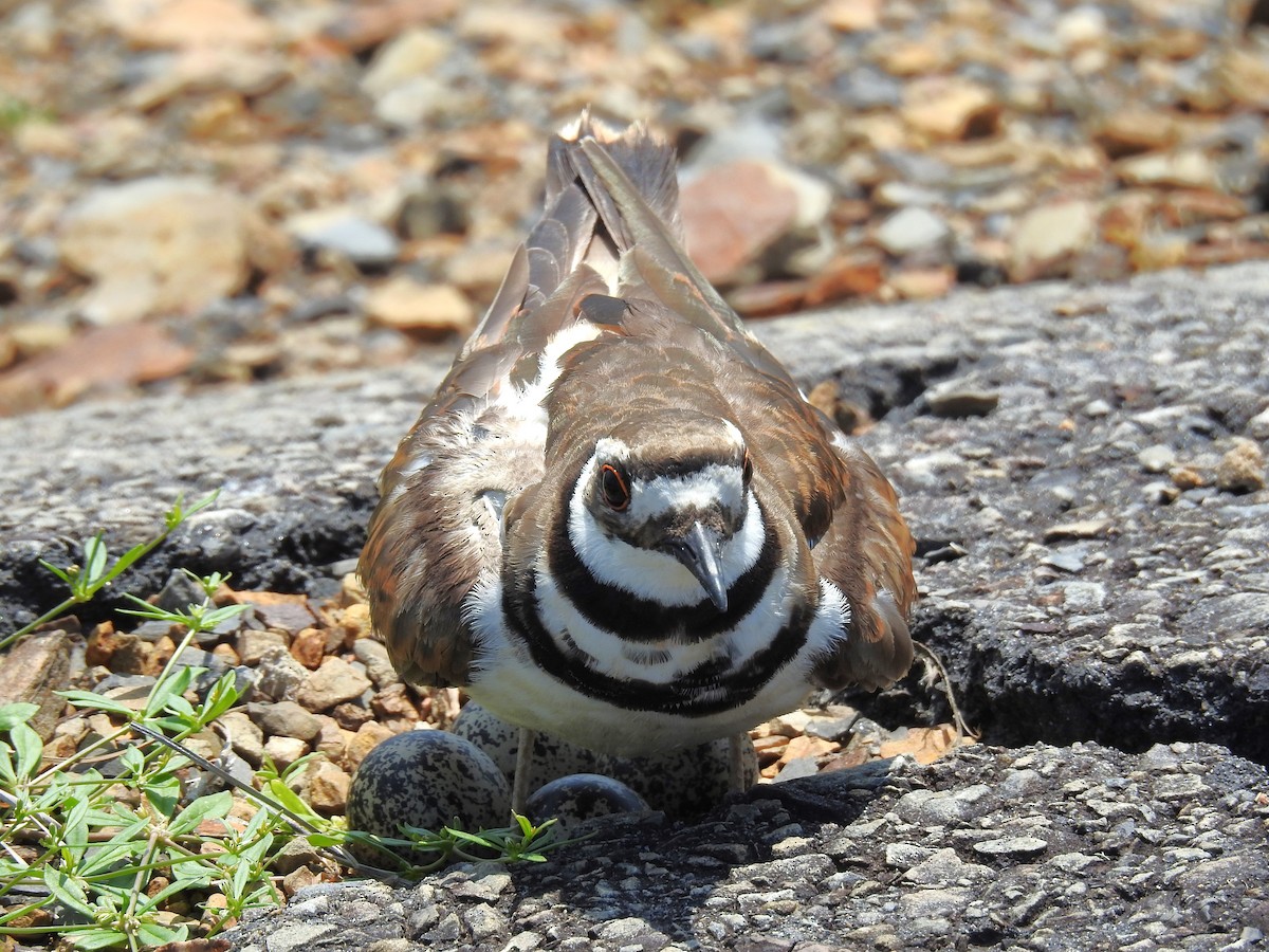 Killdeer - ML621049812