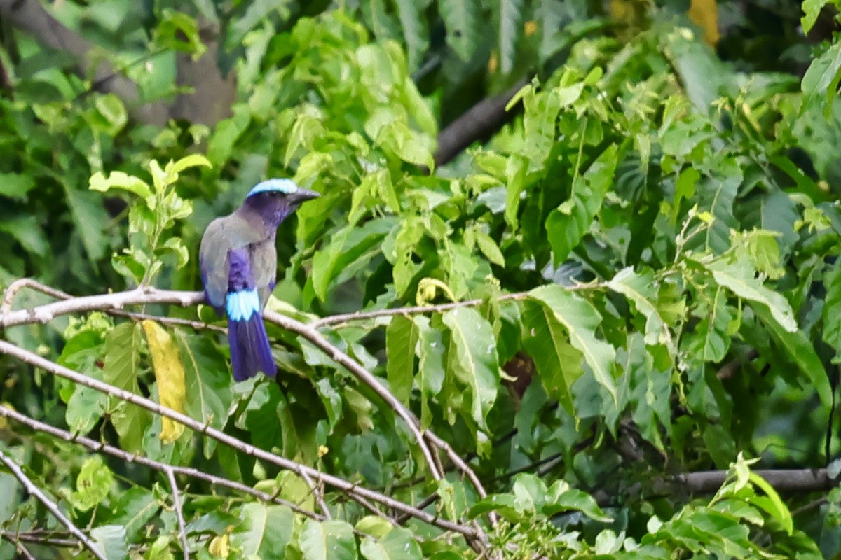 Purple-winged Roller - Anonymous