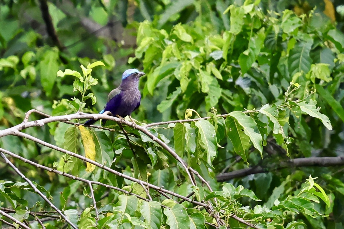 Purple-winged Roller - Anonymous