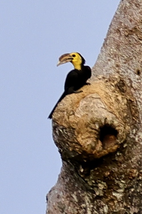 Sulawesi Hornbill (Dwarf) - ML621049872