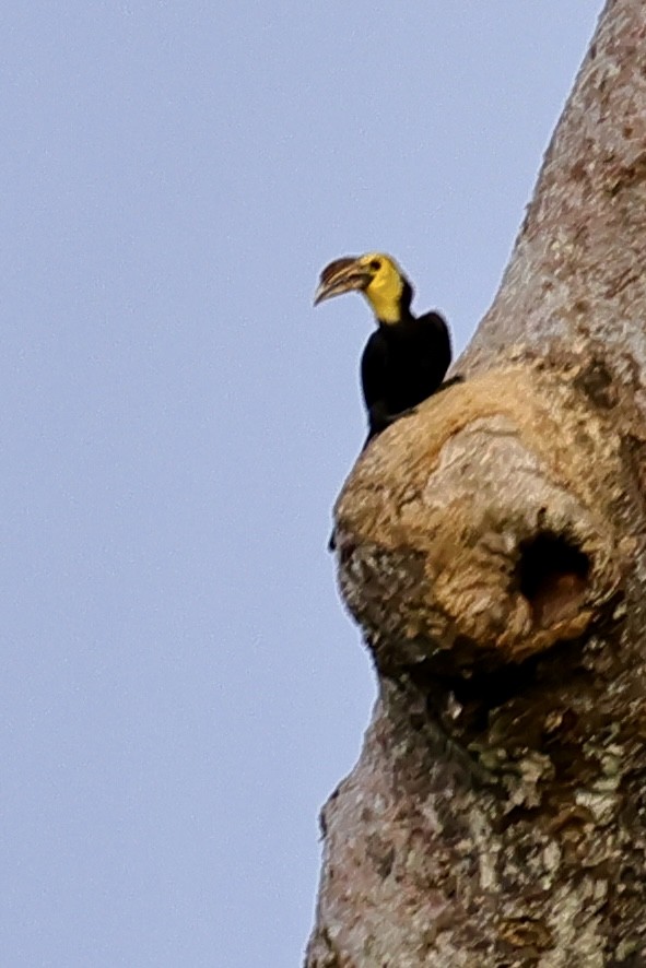 Sulawesi Hornbill (Dwarf) - ML621049873