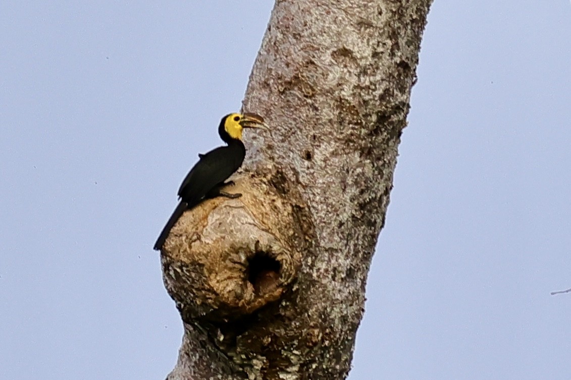 Sulawesi Hornbill (Dwarf) - ML621049874
