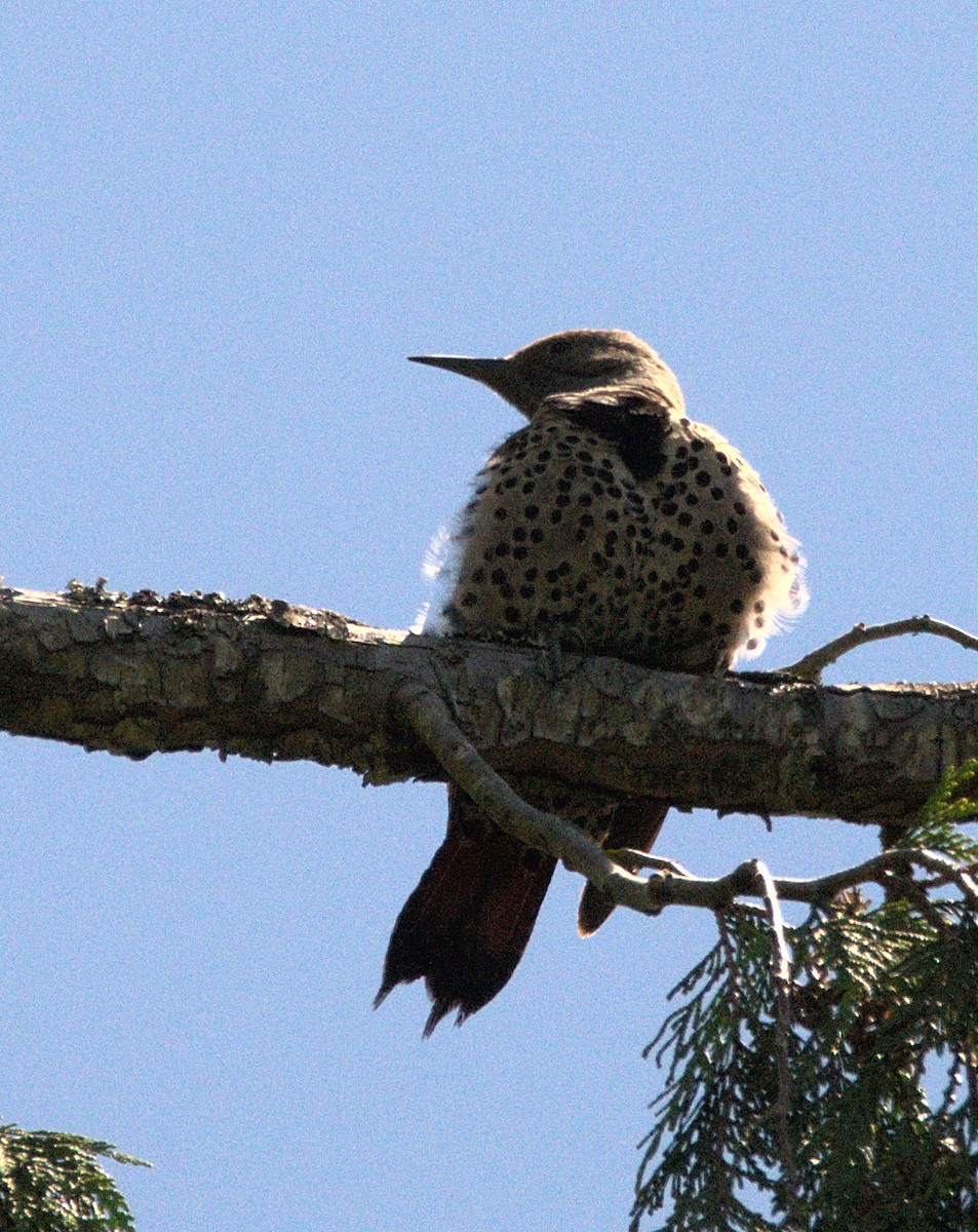 Northern Flicker (Red-shafted) - ML621049883