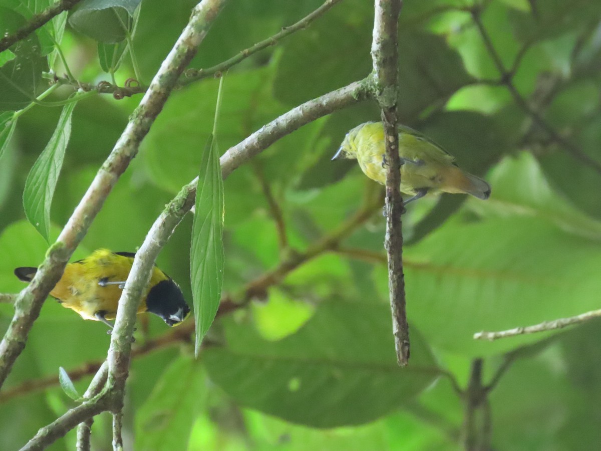 Fulvous-vented Euphonia - ML621049887