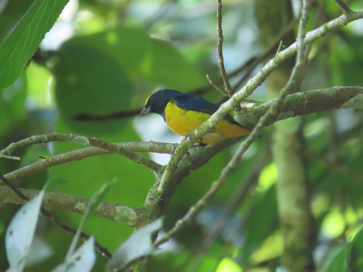 Fulvous-vented Euphonia - ML621049888