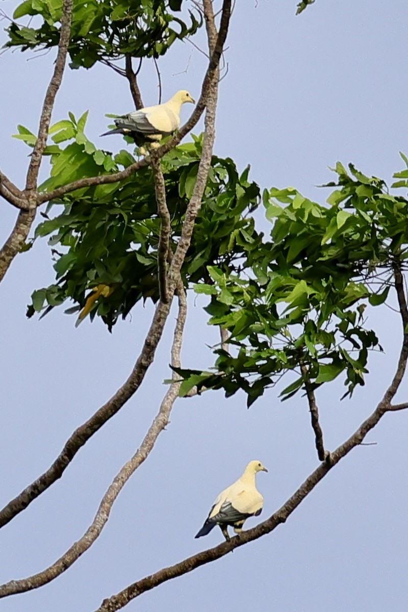 Белый плодовый голубь - ML621049890