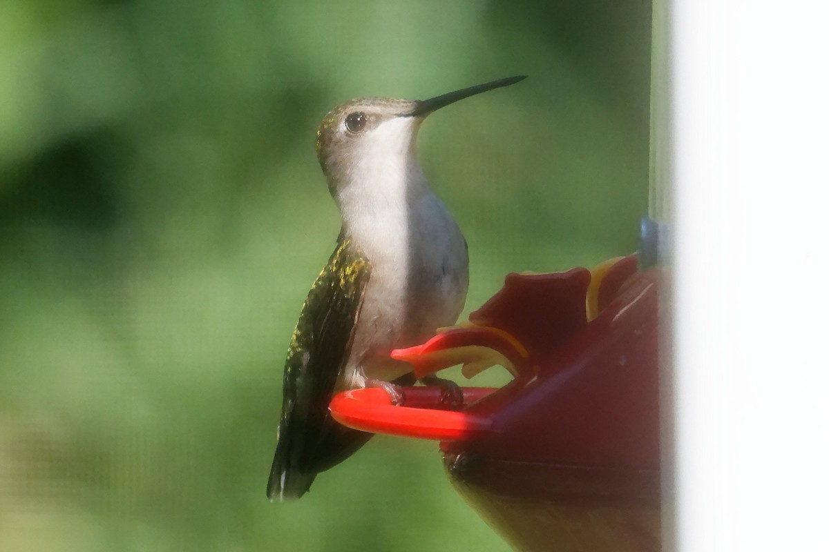 Ruby-throated Hummingbird - ML621049937