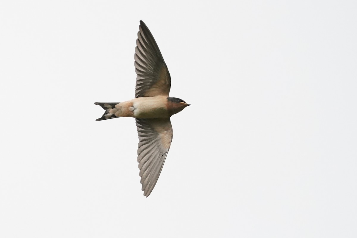 Barn Swallow (American) - ML621049938