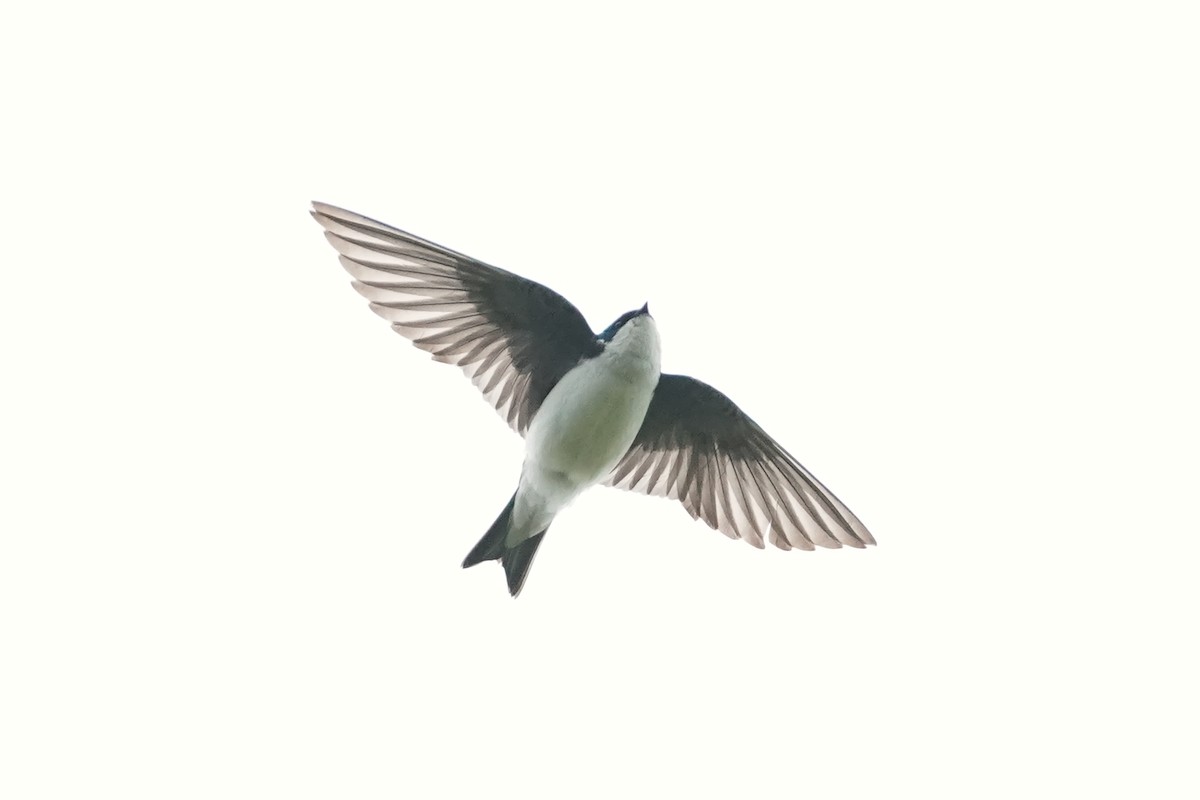 Tree Swallow - ML621049940