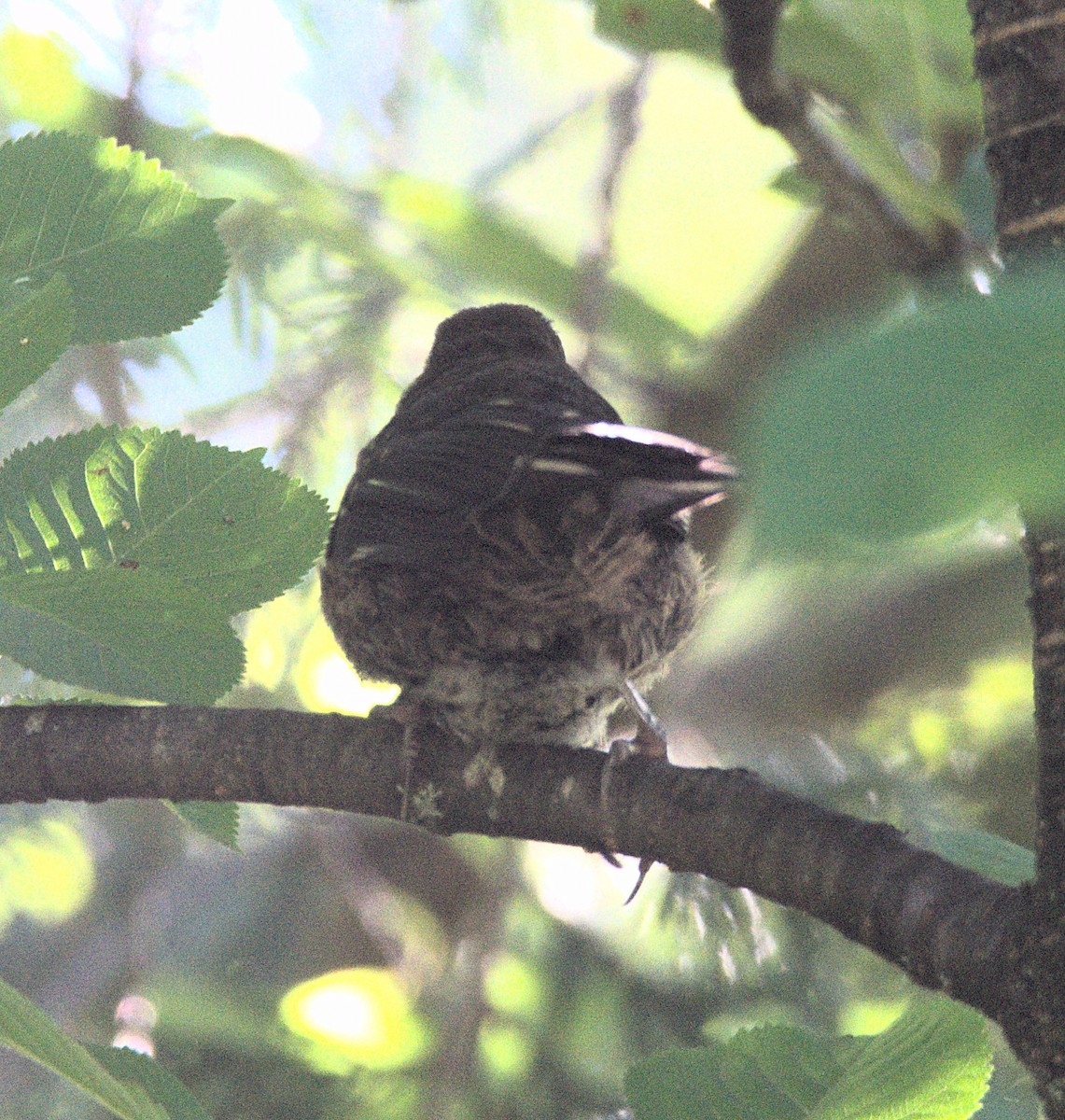 Black-headed Grosbeak - ML621049941