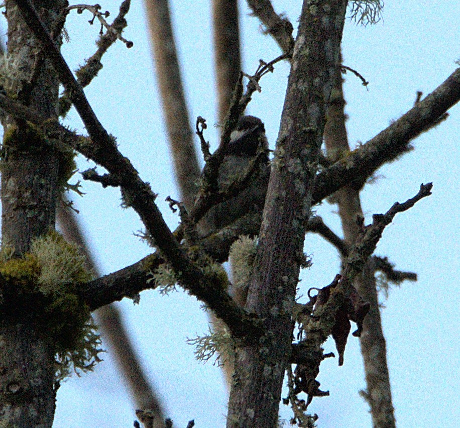 Chestnut-backed Chickadee - ML621049951