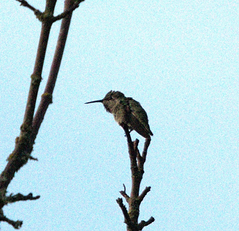 hummingbird sp. - ML621049971