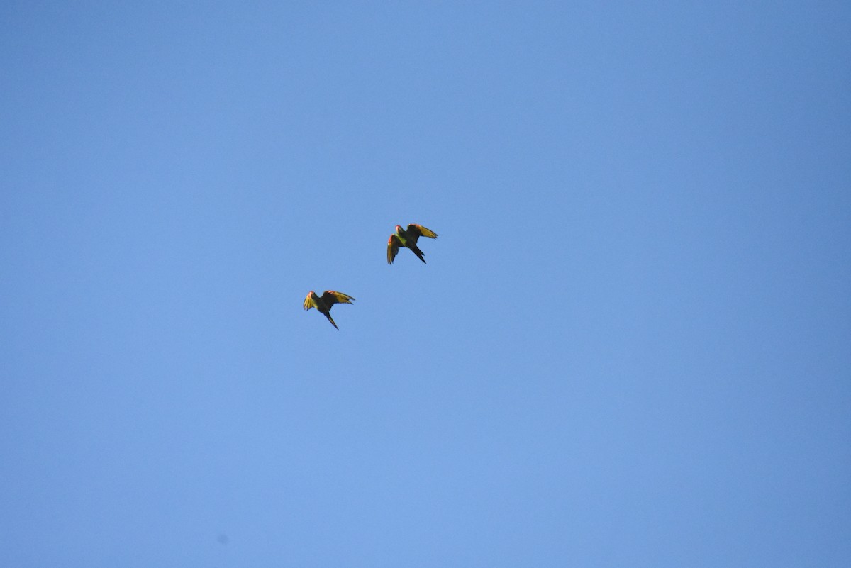 Crimson-fronted Parakeet - ML621049988