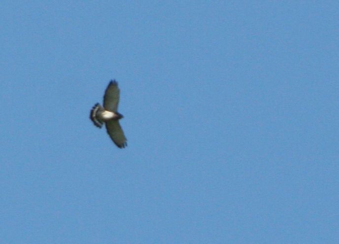 Broad-winged Hawk - Pablo Grilli