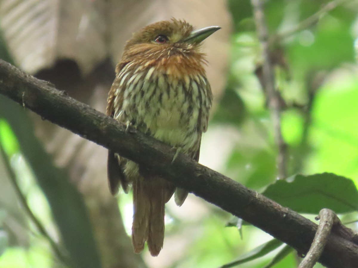 White-whiskered Puffbird - ML621050066