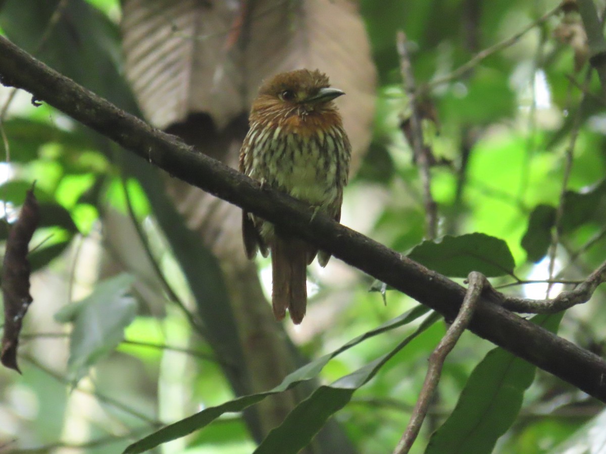 White-whiskered Puffbird - ML621050067