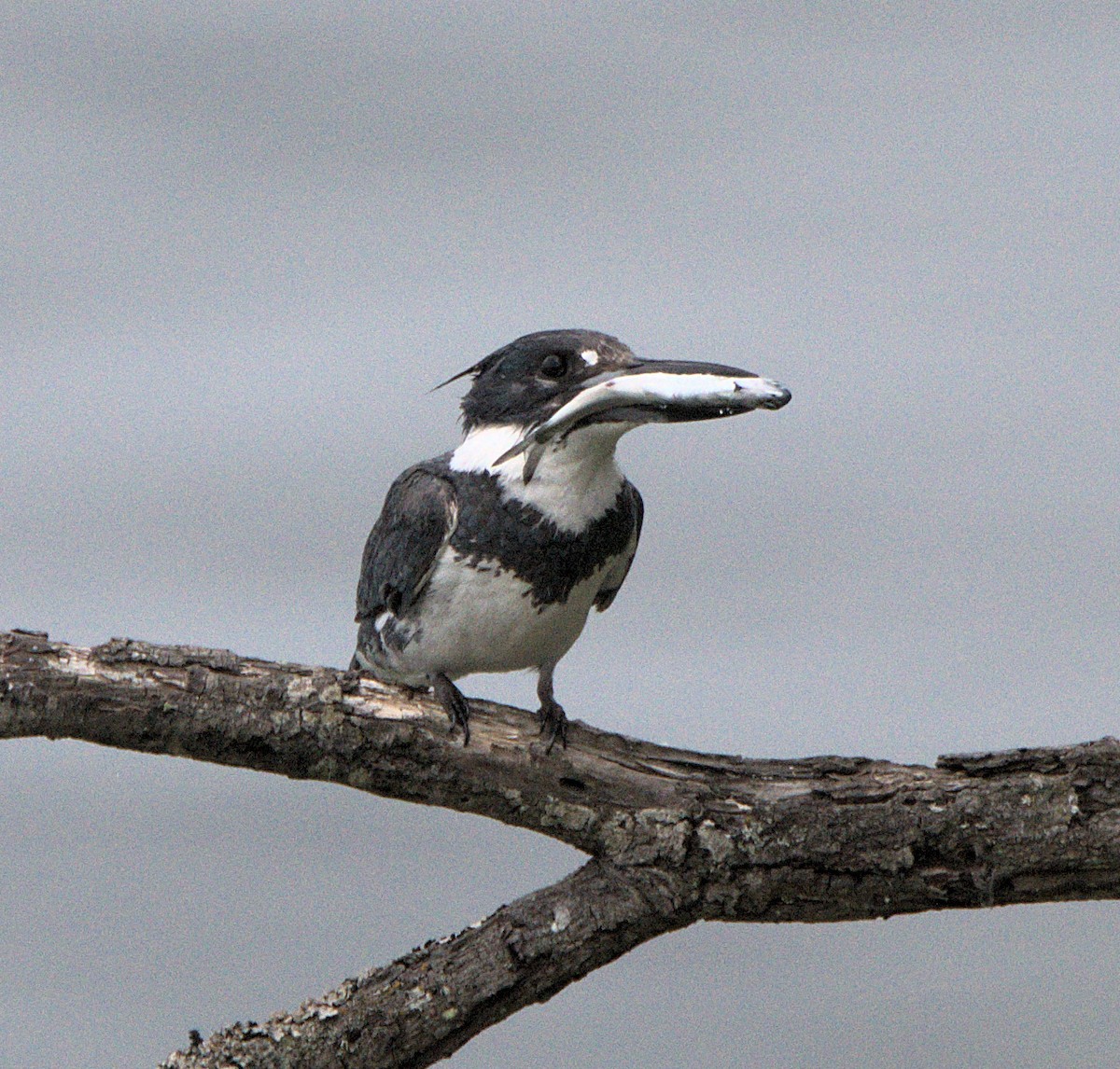 Belted Kingfisher - ML621050078