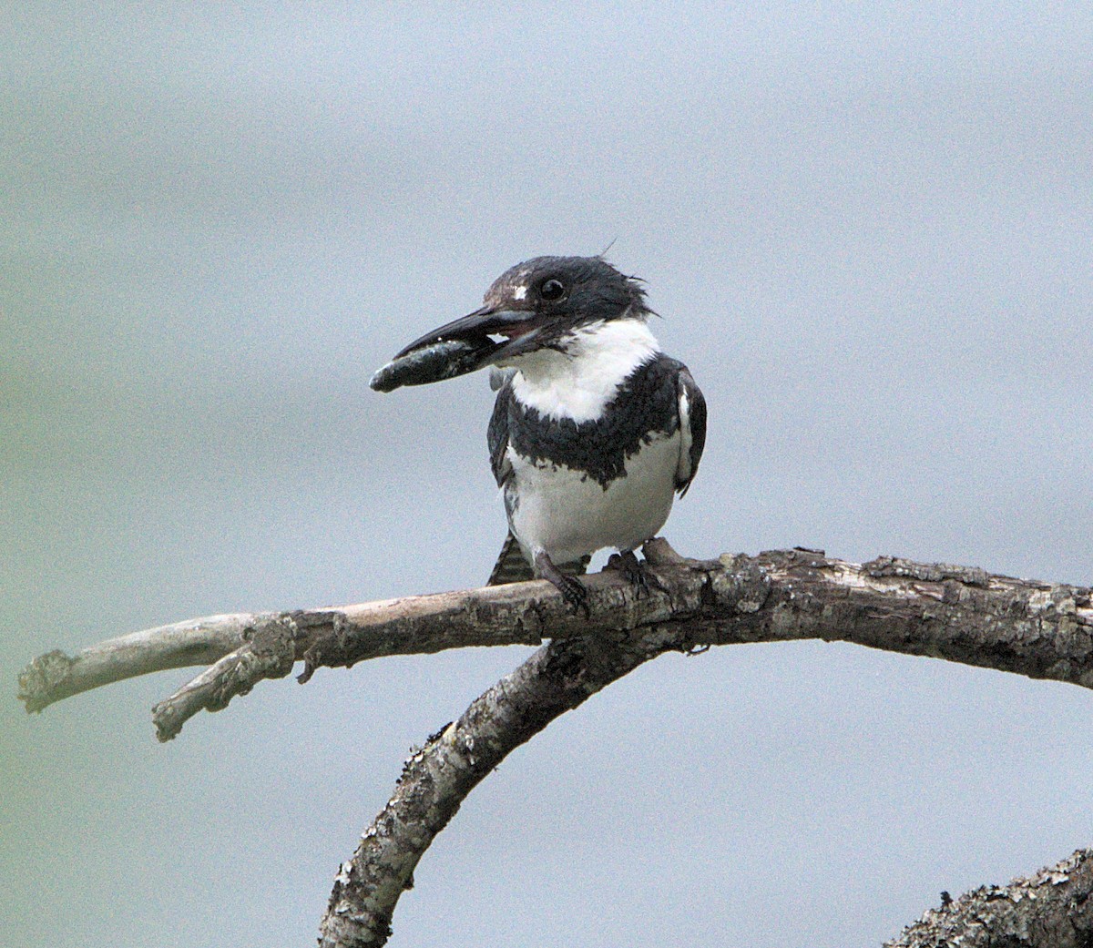 Belted Kingfisher - ML621050079