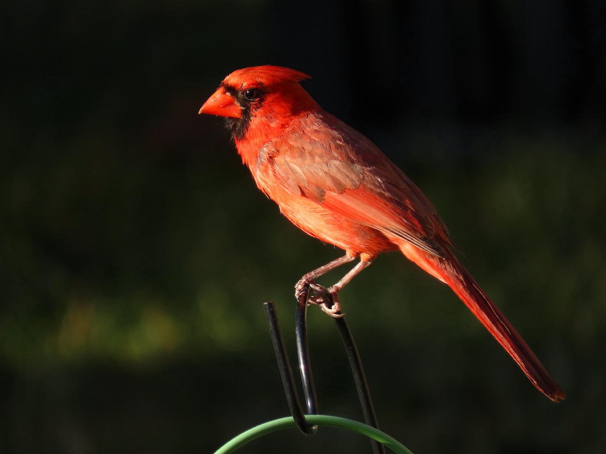 Cardinal rouge - ML621050084