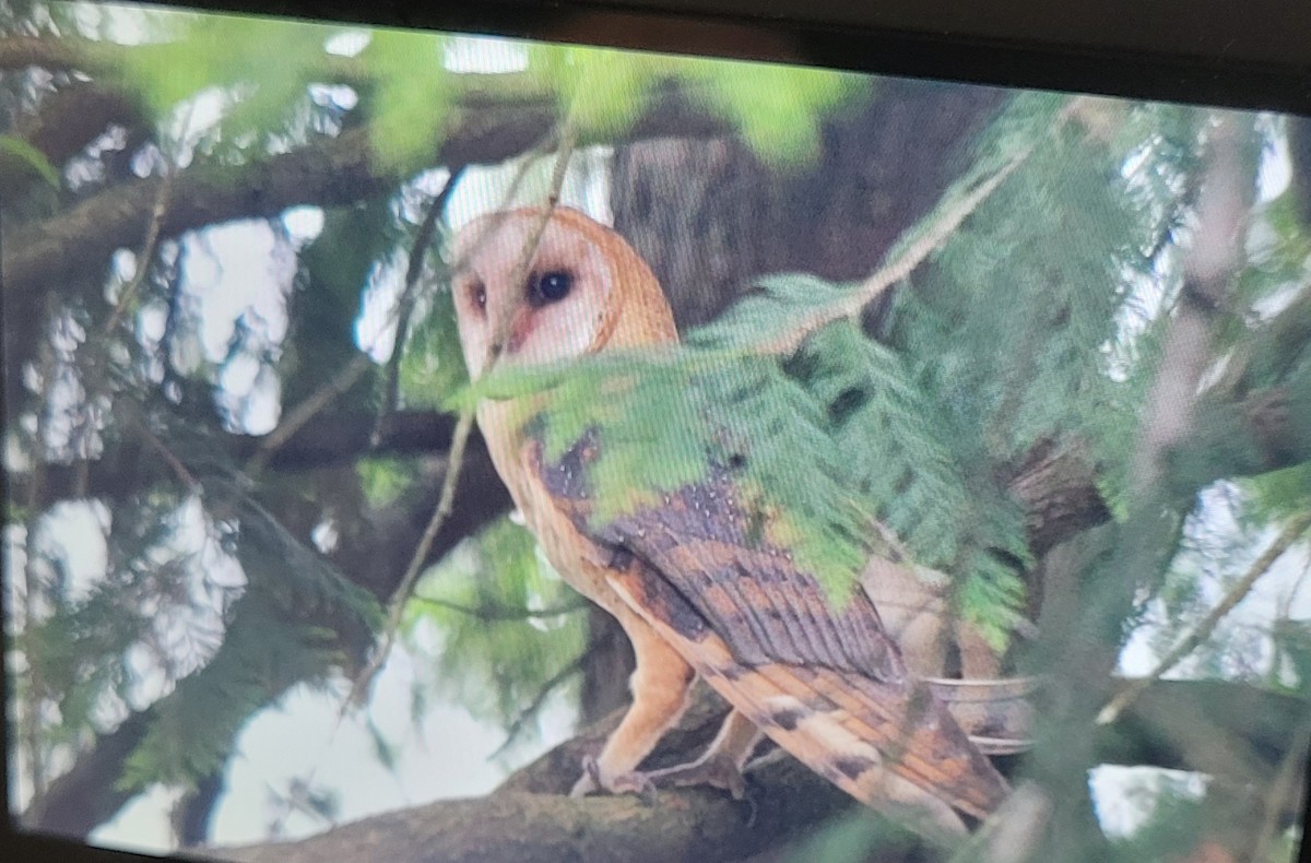 American Barn Owl - ML621050125
