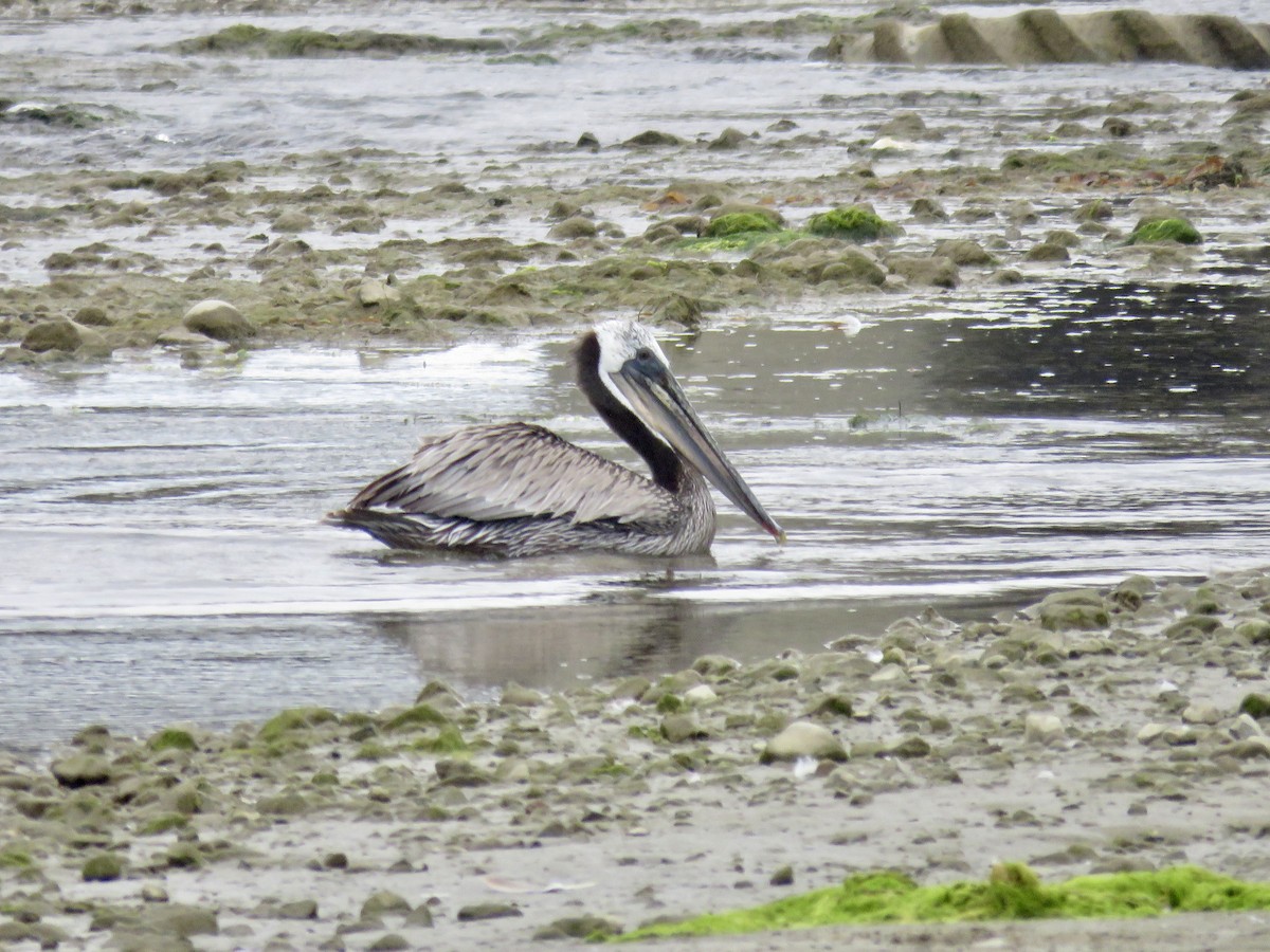 pelikán hnědý - ML621050143
