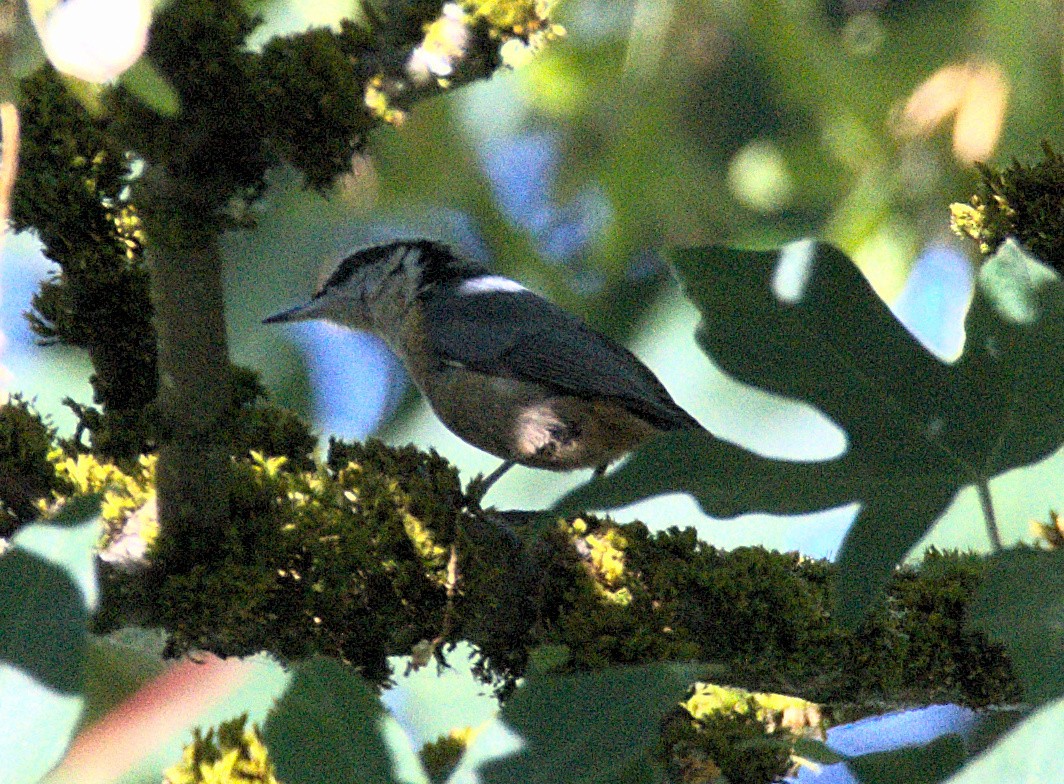 Red-breasted Nuthatch - ML621050145
