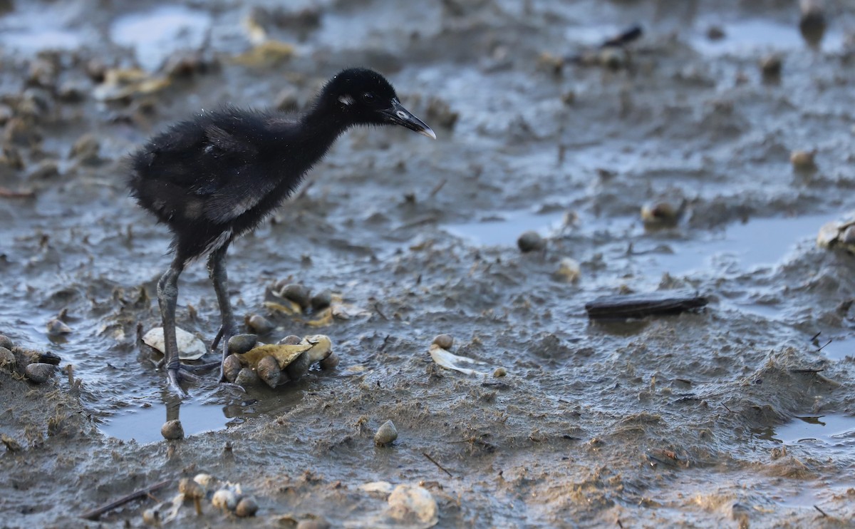 Clapper Rail (Atlantic Coast) - Rob Bielawski