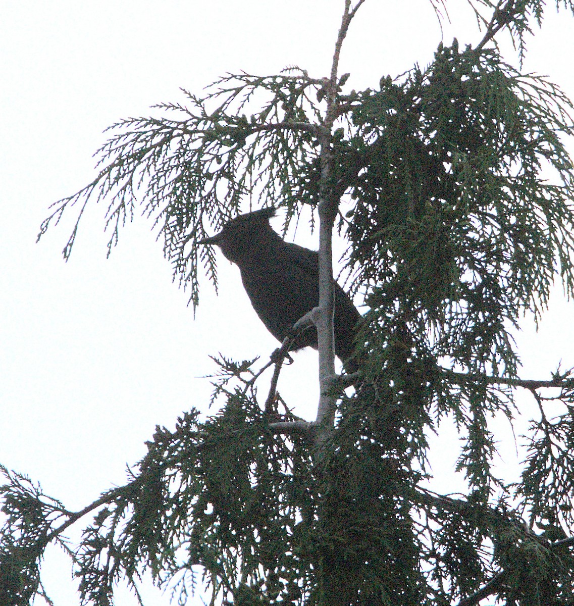 Steller's Jay - ML621050217