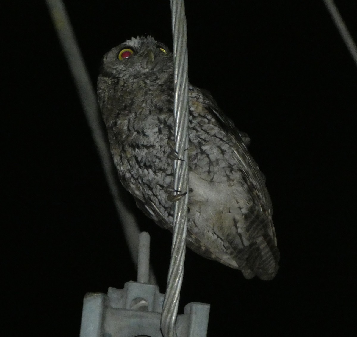 Koepcke's Screech-Owl - ML621050220