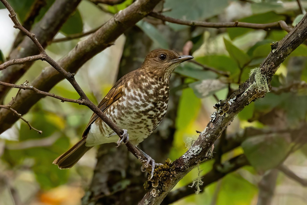 Marañon Thrush - Thibaud Aronson