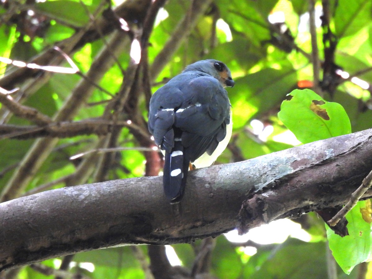 Spot-tailed Goshawk - ML621050235