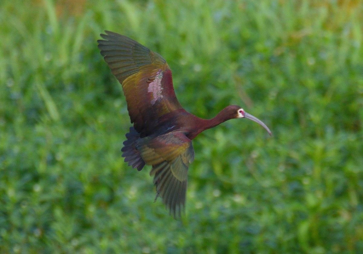ibis americký - ML621050248