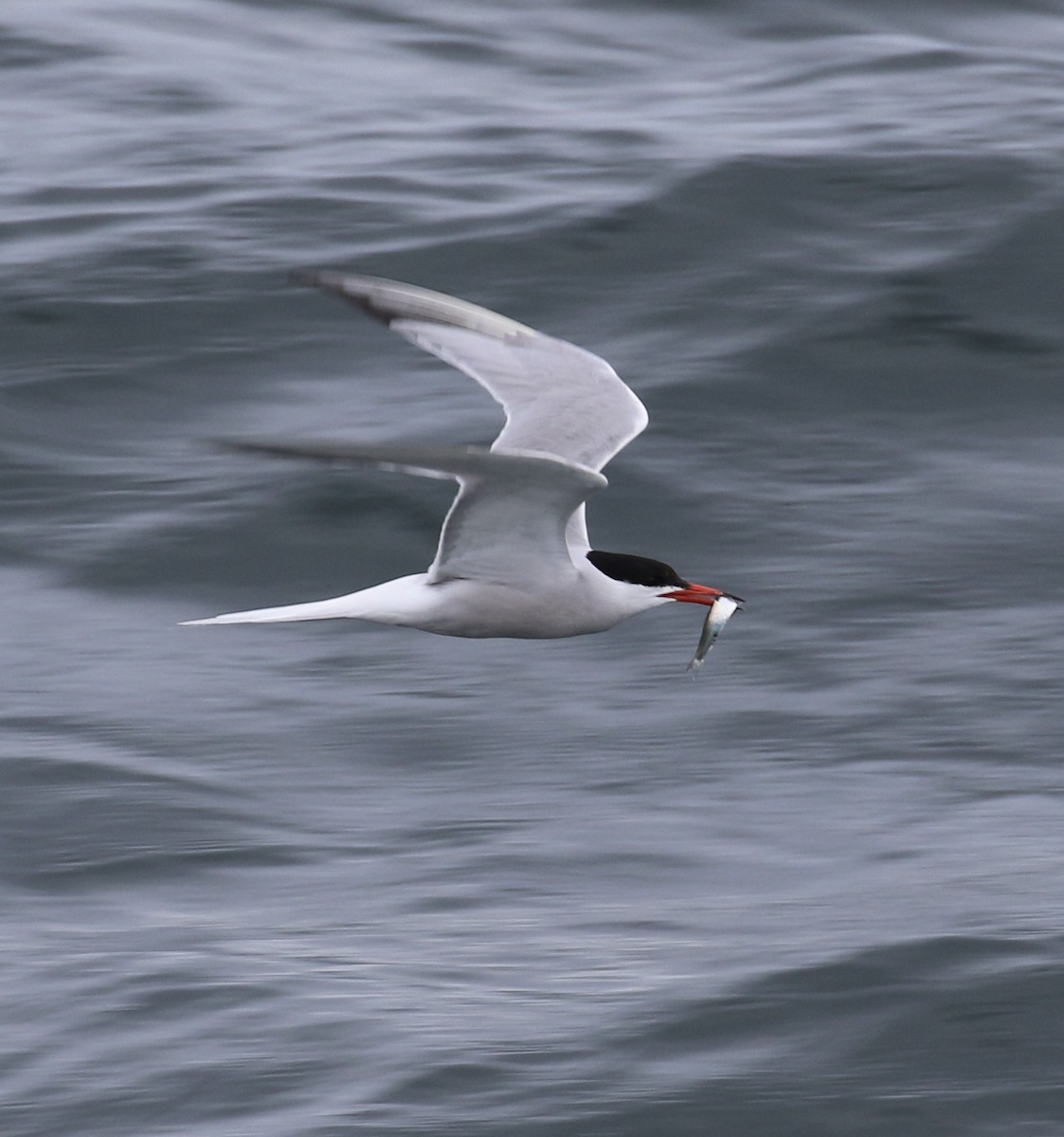 Common Tern - ML621050307