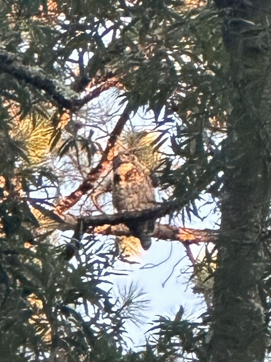 Great Horned Owl - ML621050313