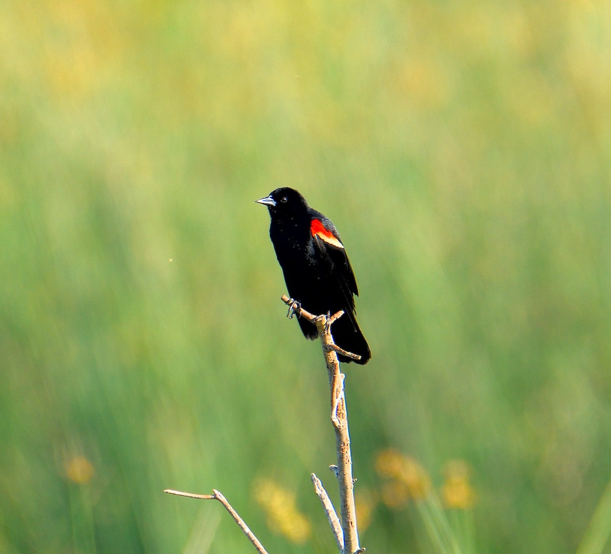 Red-winged Blackbird - Lynn & Dale Mason