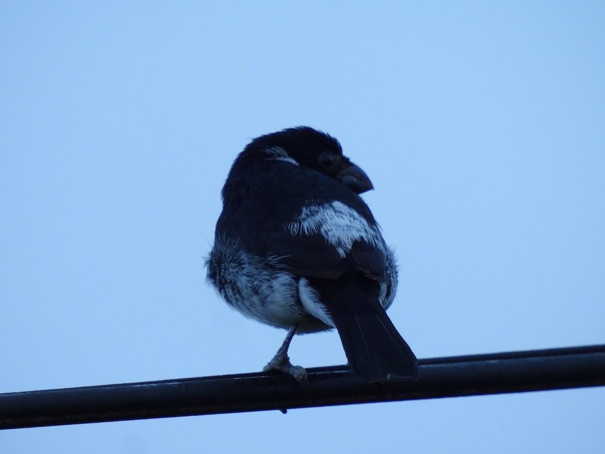 Variable Seedeater - ML621050373