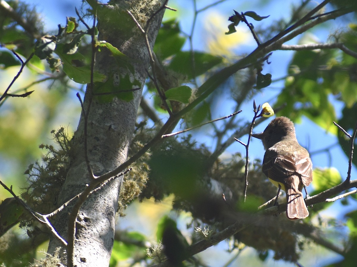 Great Crested Flycatcher - ML621050411