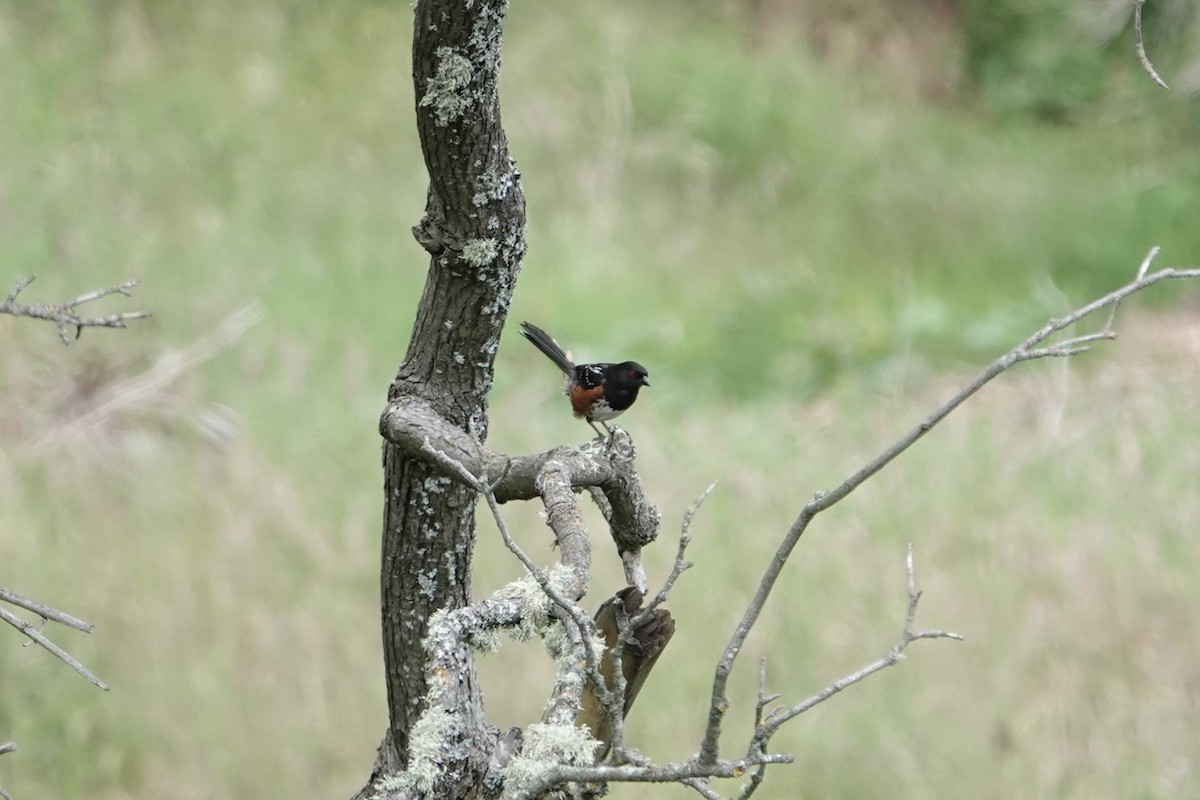 Spotted Towhee - ML621050412