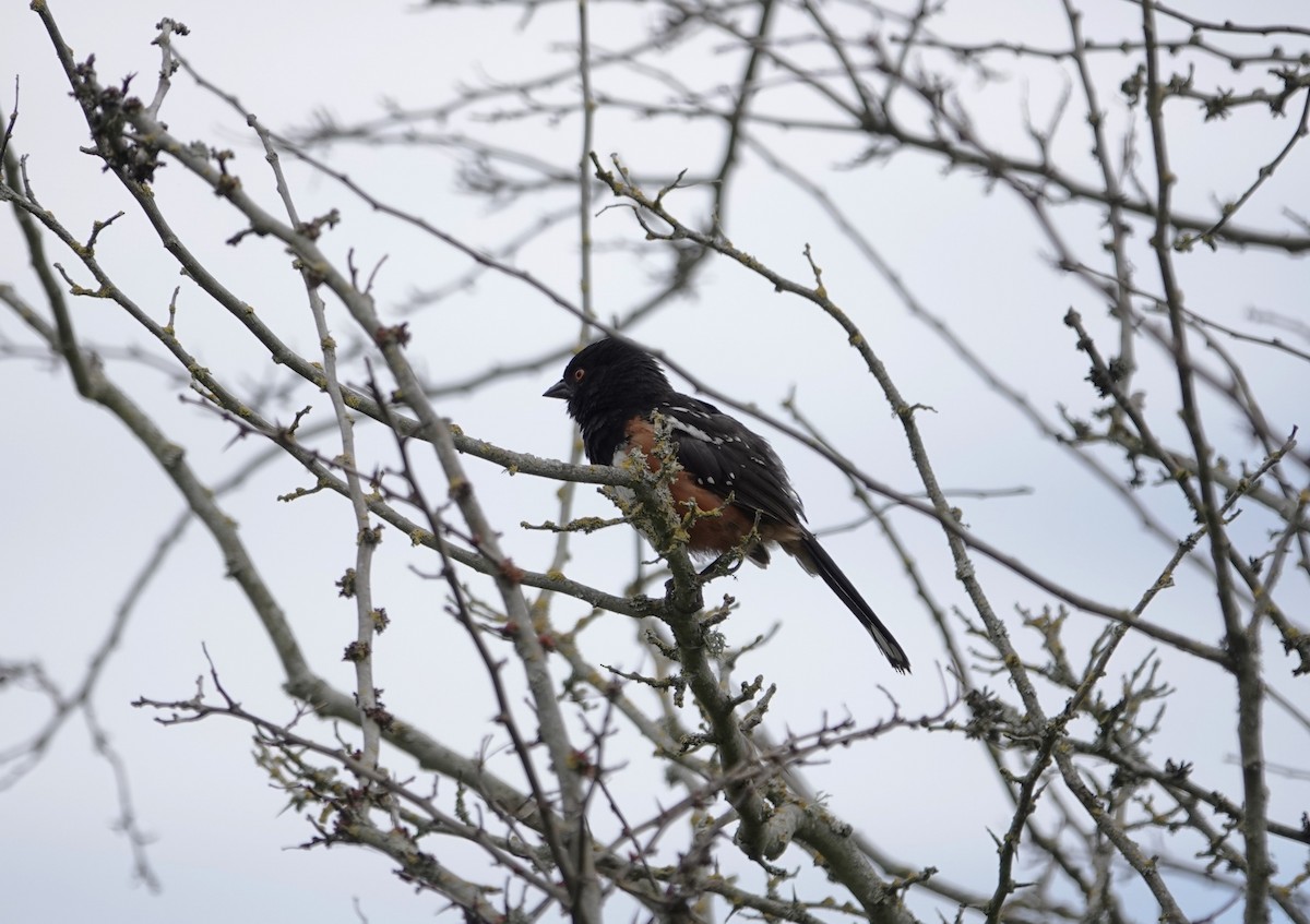 Spotted Towhee - ML621050413