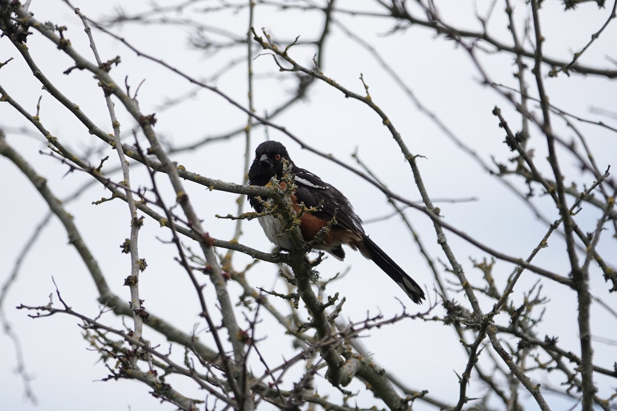Spotted Towhee - ML621050415
