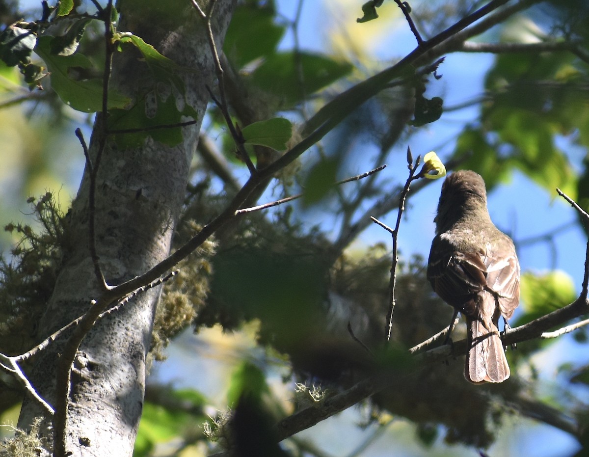 Great Crested Flycatcher - ML621050416