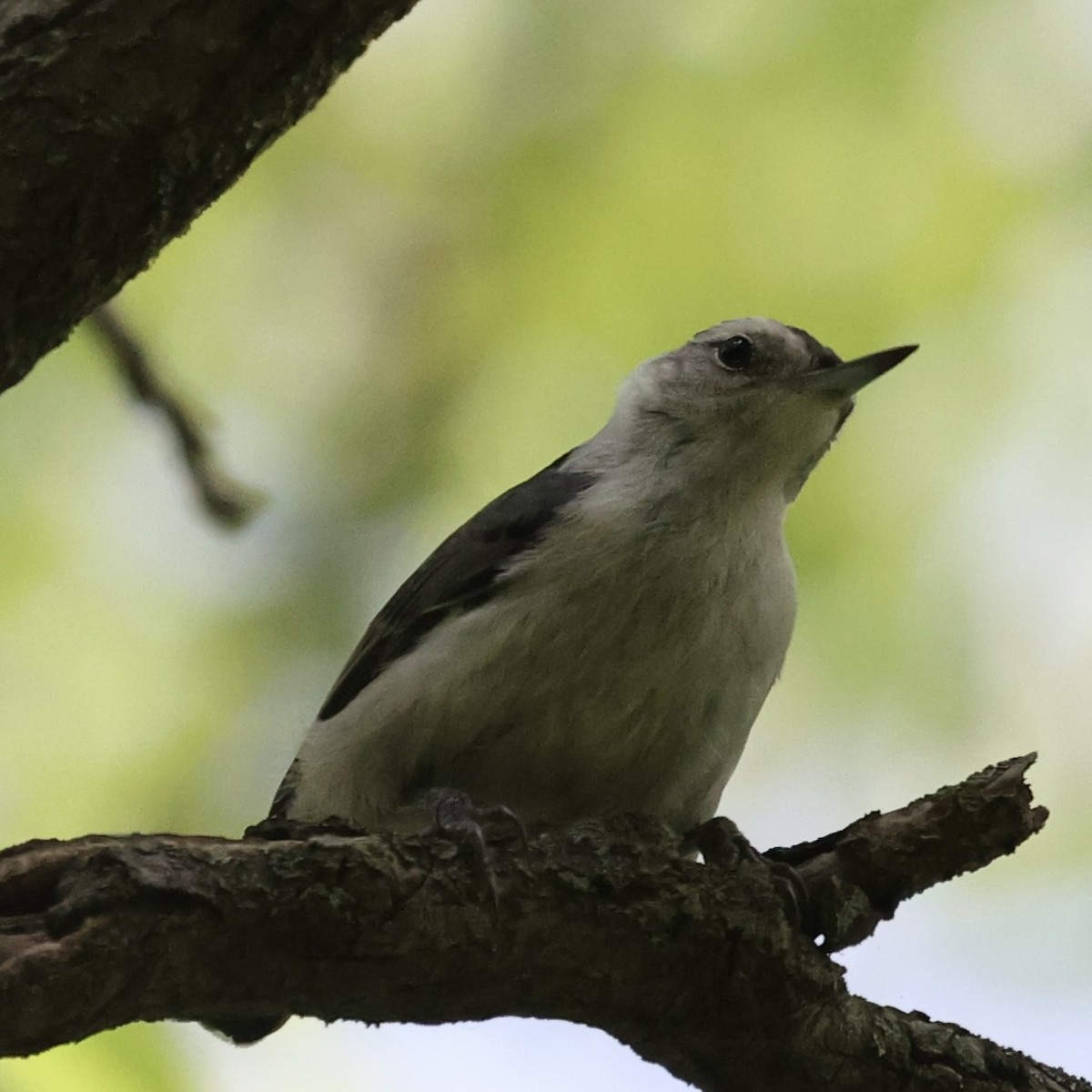 White-breasted Nuthatch - ML621050421
