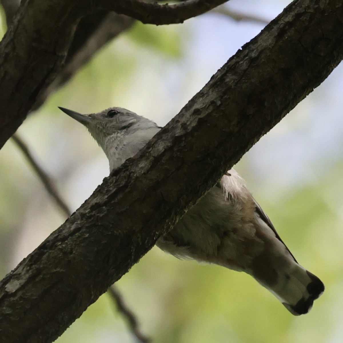 White-breasted Nuthatch - ML621050422