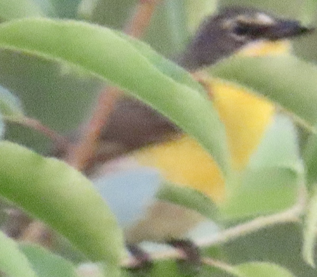 Yellow-breasted Chat - ML621050428