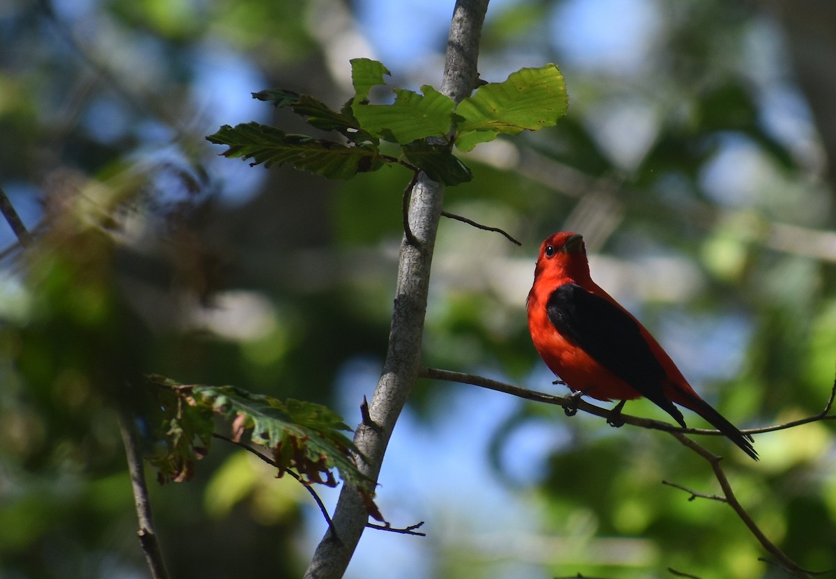 Scarlet Tanager - ML621050447