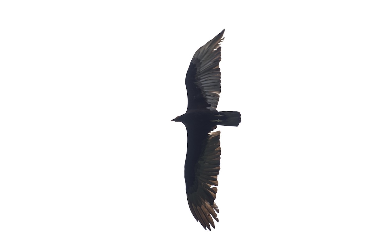 Turkey Vulture (Tropical) - ML621050481