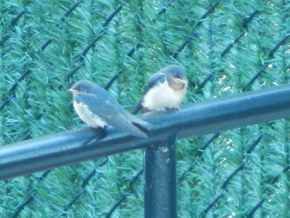 Barn Swallow - ML621050500