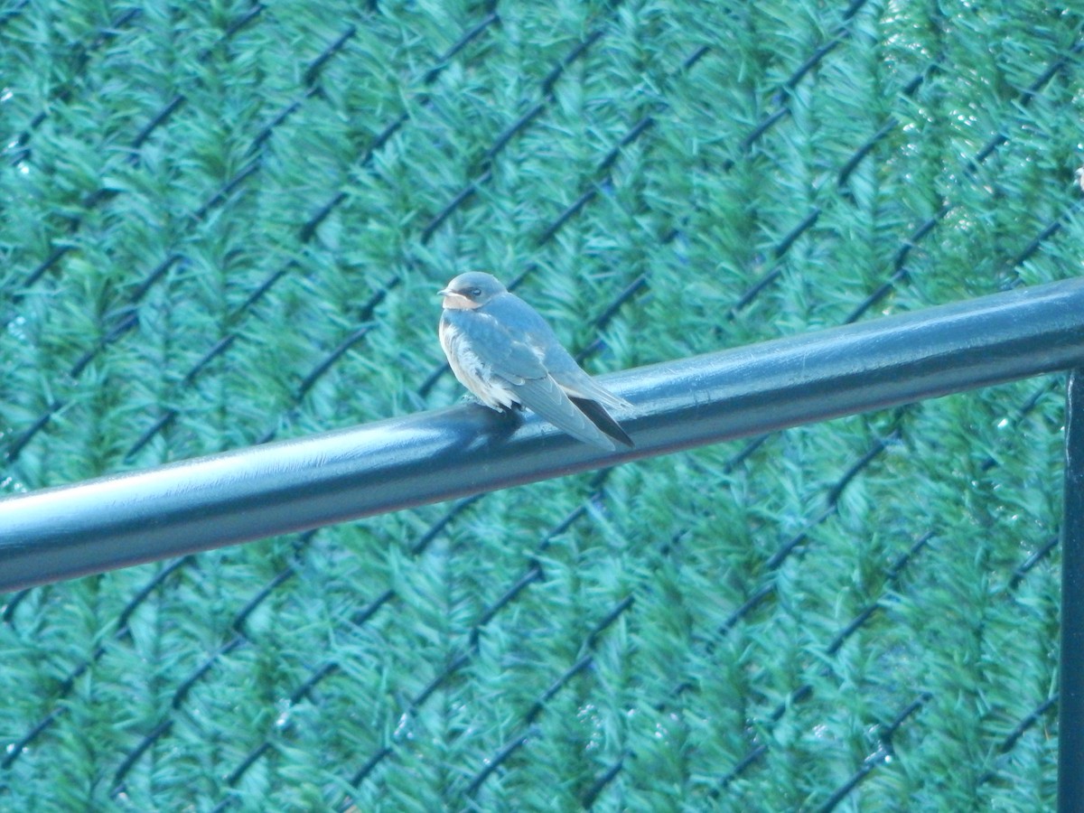 Barn Swallow - ML621050501