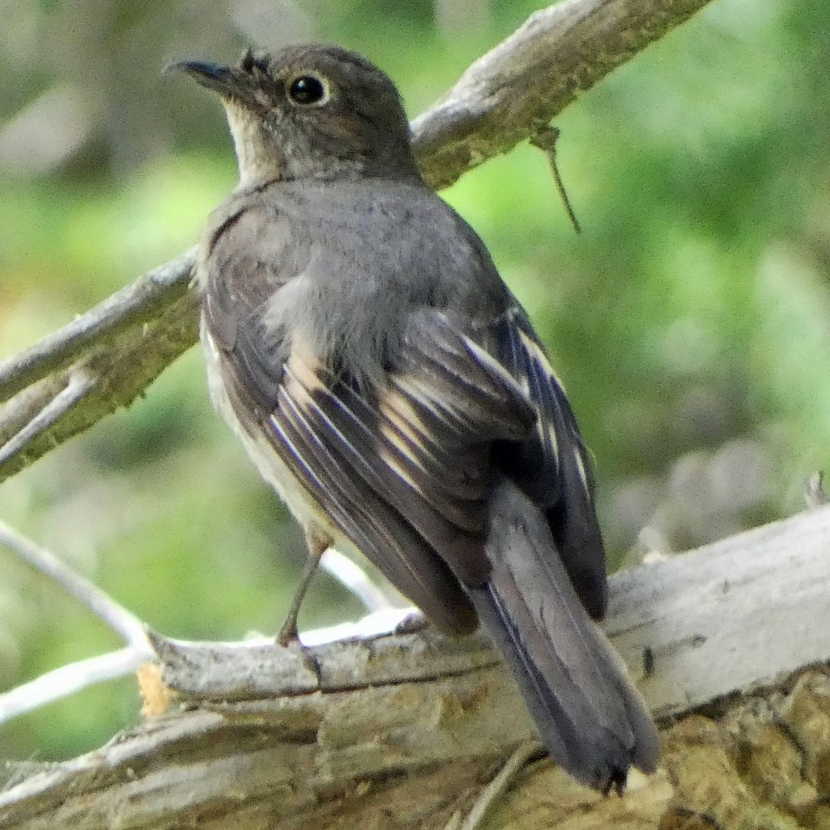 Townsend's Solitaire - ML621050522