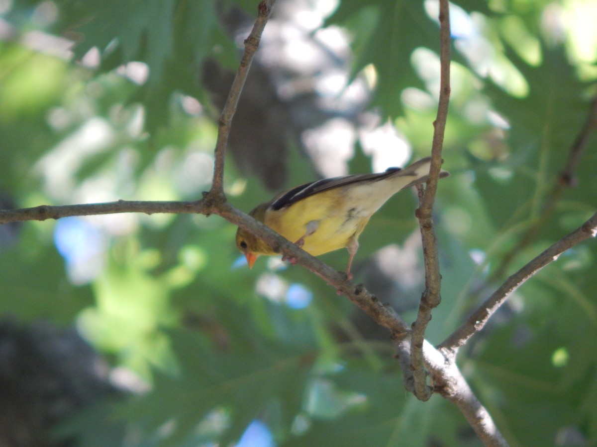 American Goldfinch - ML621050527